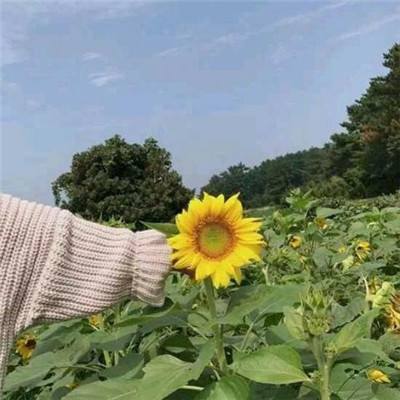 火星英雄蛋手机版(暂未上线)v2.0 官方安卓版